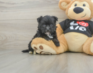 6 week old Morkie Puppy For Sale - Lone Star Pups