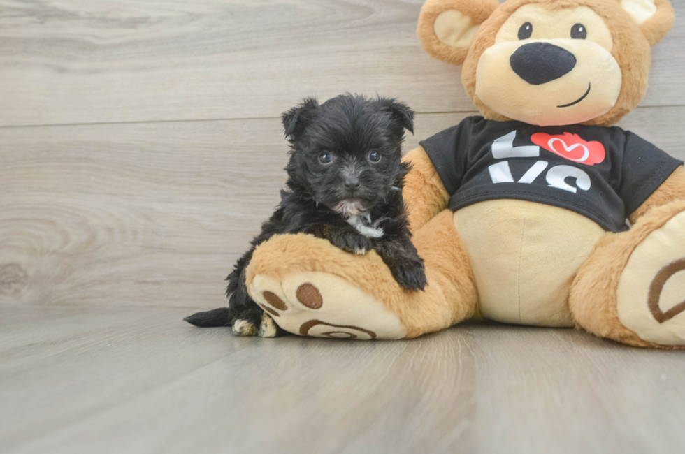 5 week old Morkie Puppy For Sale - Lone Star Pups