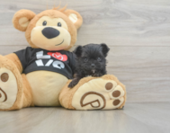 11 week old Morkie Puppy For Sale - Lone Star Pups