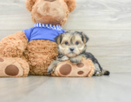 7 week old Morkie Puppy For Sale - Lone Star Pups