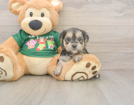 6 week old Morkie Puppy For Sale - Lone Star Pups