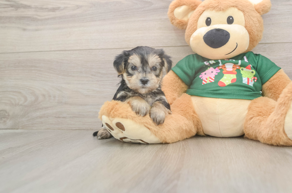 5 week old Morkie Puppy For Sale - Lone Star Pups