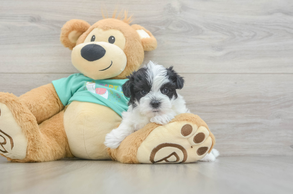 5 week old Morkie Puppy For Sale - Lone Star Pups