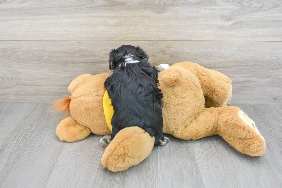 Playful Yorkie Designer Puppy