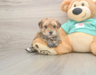 7 week old Morkie Puppy For Sale - Lone Star Pups