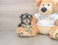 6 week old Morkie Puppy For Sale - Lone Star Pups