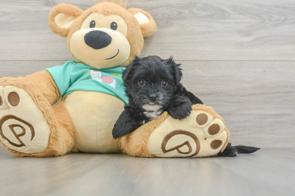 5 week old Morkie Puppy For Sale - Lone Star Pups
