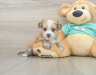 6 week old Morkie Puppy For Sale - Lone Star Pups