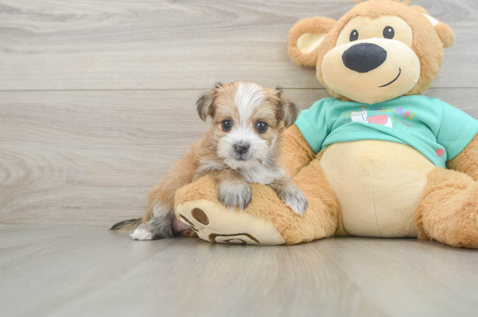 6 week old Morkie Puppy For Sale - Lone Star Pups