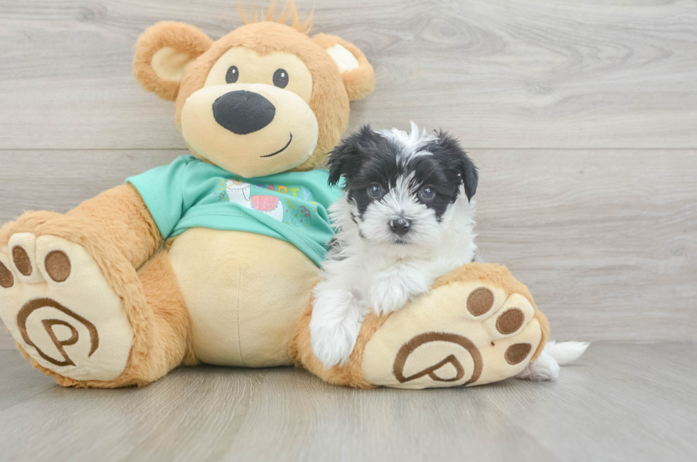 5 week old Morkie Puppy For Sale - Lone Star Pups
