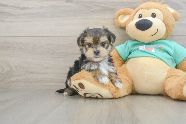 Friendly Morkie Baby
