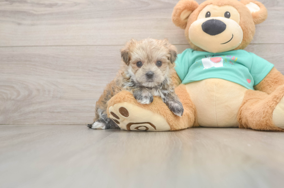 7 week old Morkie Puppy For Sale - Lone Star Pups