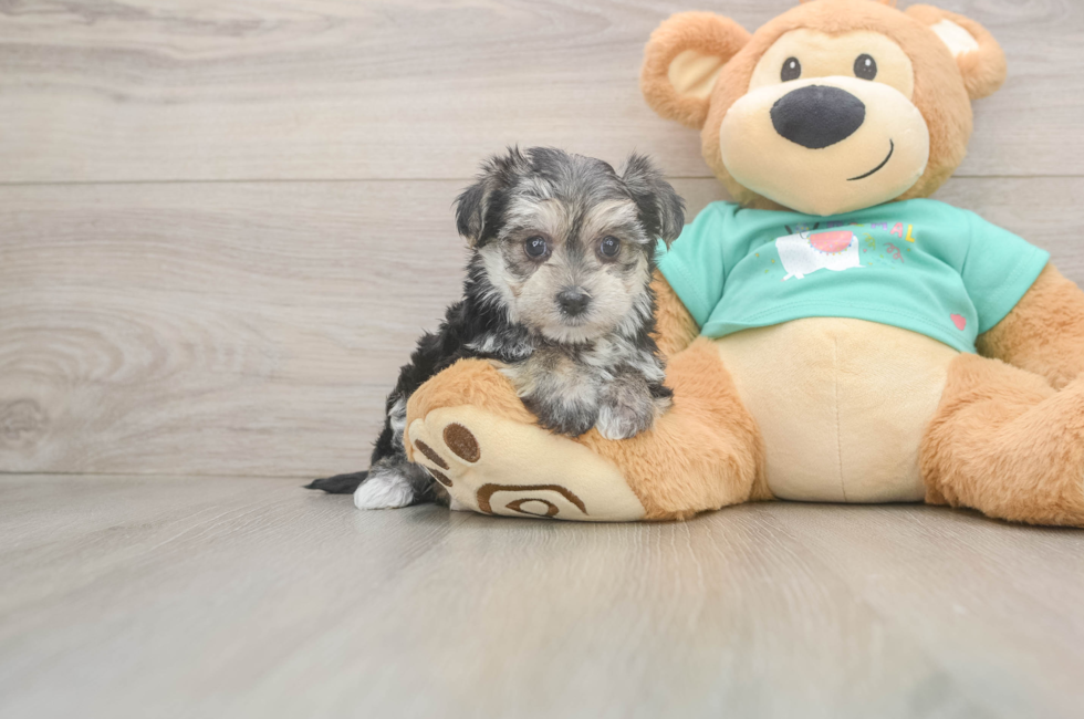 7 week old Morkie Puppy For Sale - Lone Star Pups