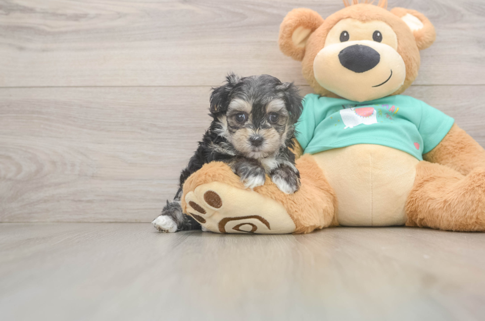 7 week old Morkie Puppy For Sale - Lone Star Pups
