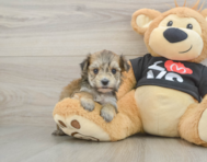 6 week old Morkie Puppy For Sale - Lone Star Pups
