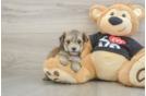 Little Yorkiemalt Designer Puppy