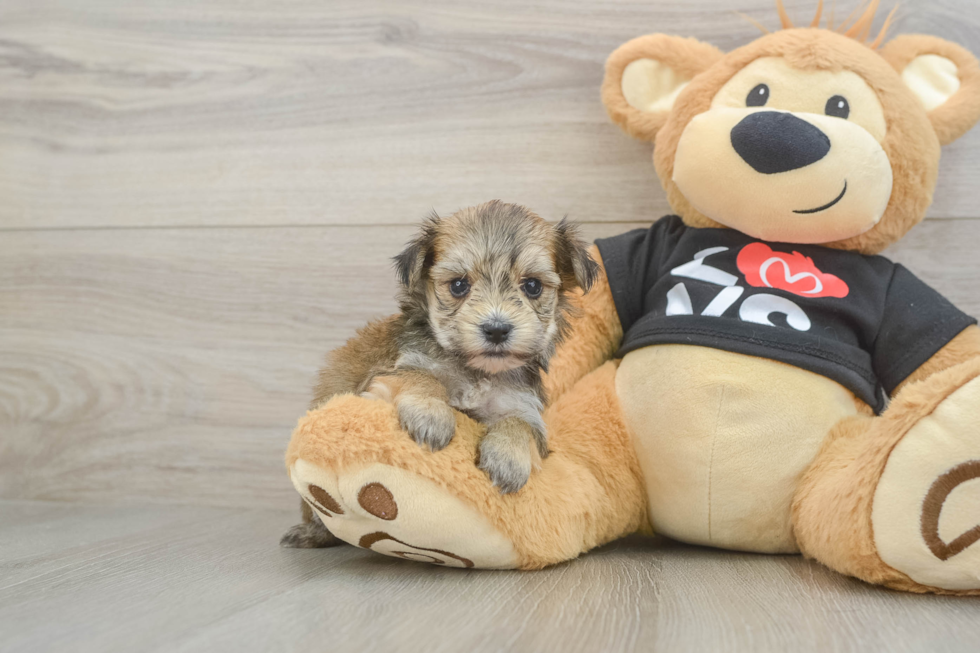 Little Yorkiemalt Designer Puppy
