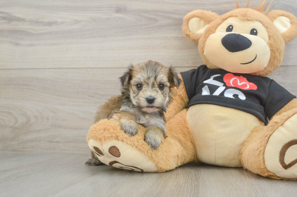5 week old Morkie Puppy For Sale - Lone Star Pups