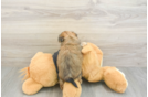Sweet Morkie Baby