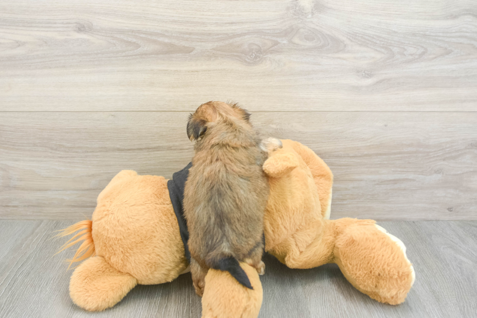 Sweet Morkie Baby