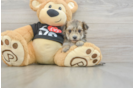 Popular Morkie Designer Pup