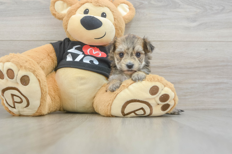 Popular Morkie Designer Pup