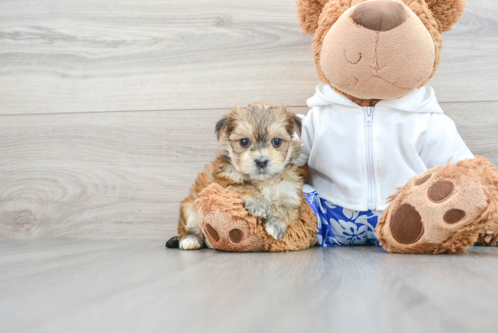 Best Morkie Baby