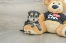 Morkie Puppy for Adoption