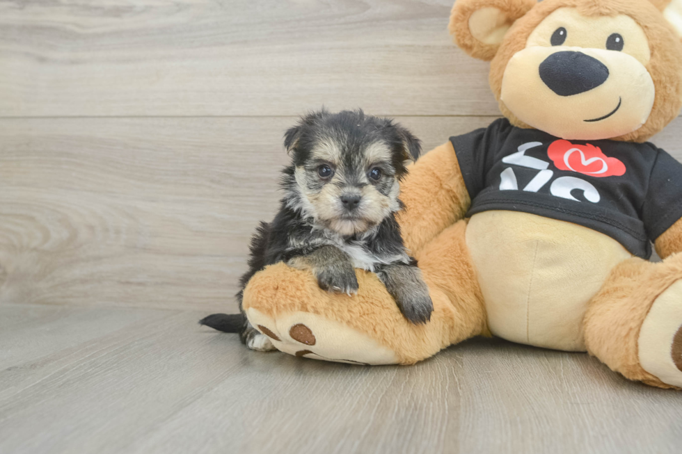 Morkie Puppy for Adoption