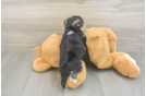 Morkie Puppy for Adoption