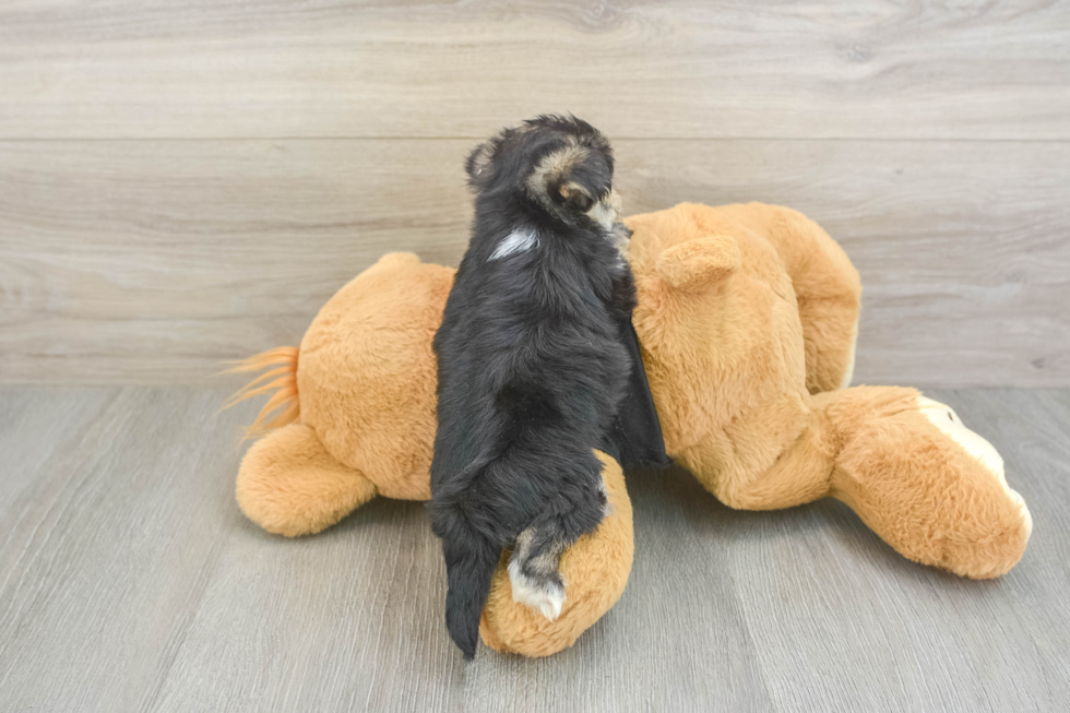 Morkie Puppy for Adoption