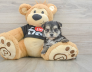 6 week old Morkie Puppy For Sale - Lone Star Pups