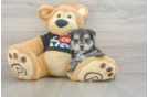 Smart Morkie Designer Pup