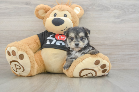 Smart Morkie Designer Pup