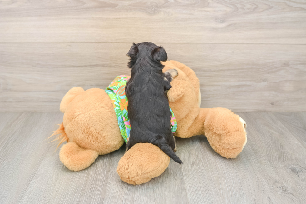 Morkie Puppy for Adoption