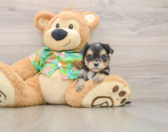5 week old Morkie Puppy For Sale - Lone Star Pups