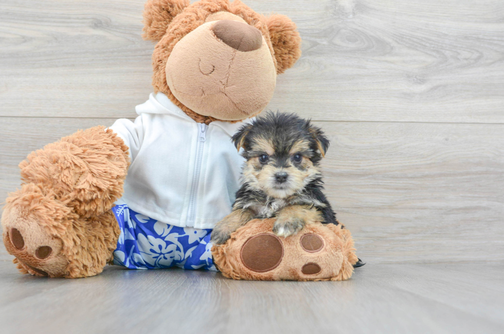 5 week old Morkie Puppy For Sale - Lone Star Pups