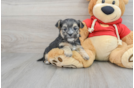 Morkie Pup Being Cute