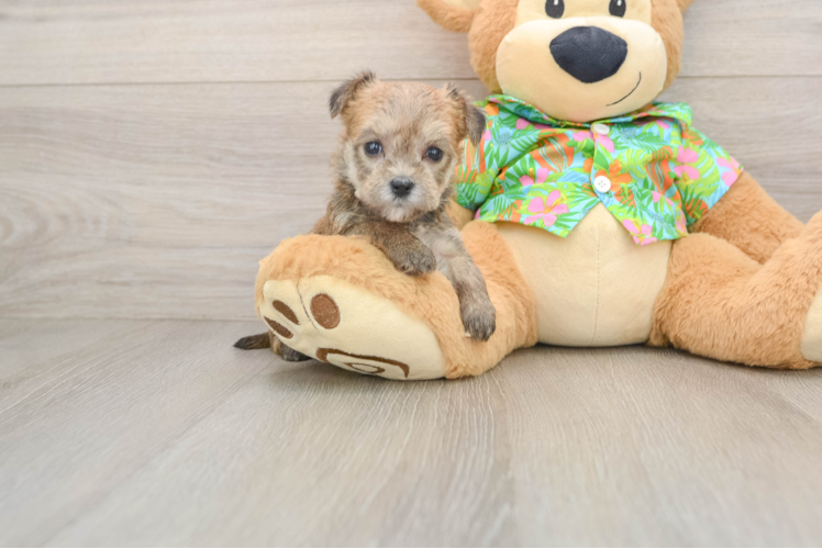 Morkie Puppy for Adoption