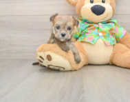 5 week old Morkie Puppy For Sale - Lone Star Pups