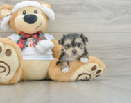 5 week old Morkie Puppy For Sale - Lone Star Pups