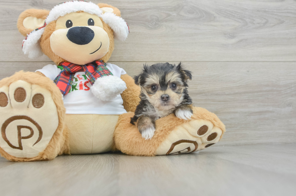 6 week old Morkie Puppy For Sale - Lone Star Pups