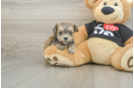 Playful Maltiyork Designer Puppy