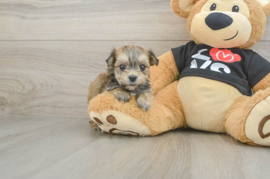 Playful Maltiyork Designer Puppy
