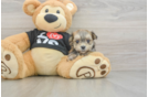 Morkie Puppy for Adoption