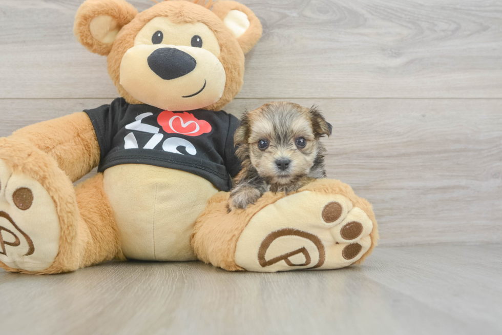 Morkie Puppy for Adoption