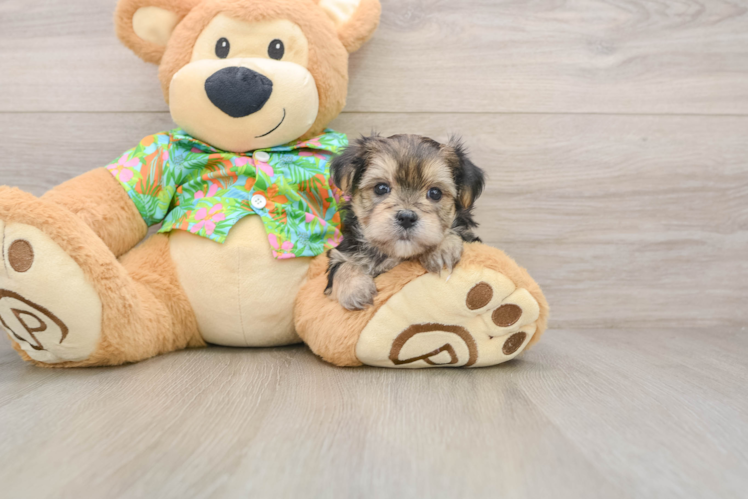 Funny Morkie Designer Pup