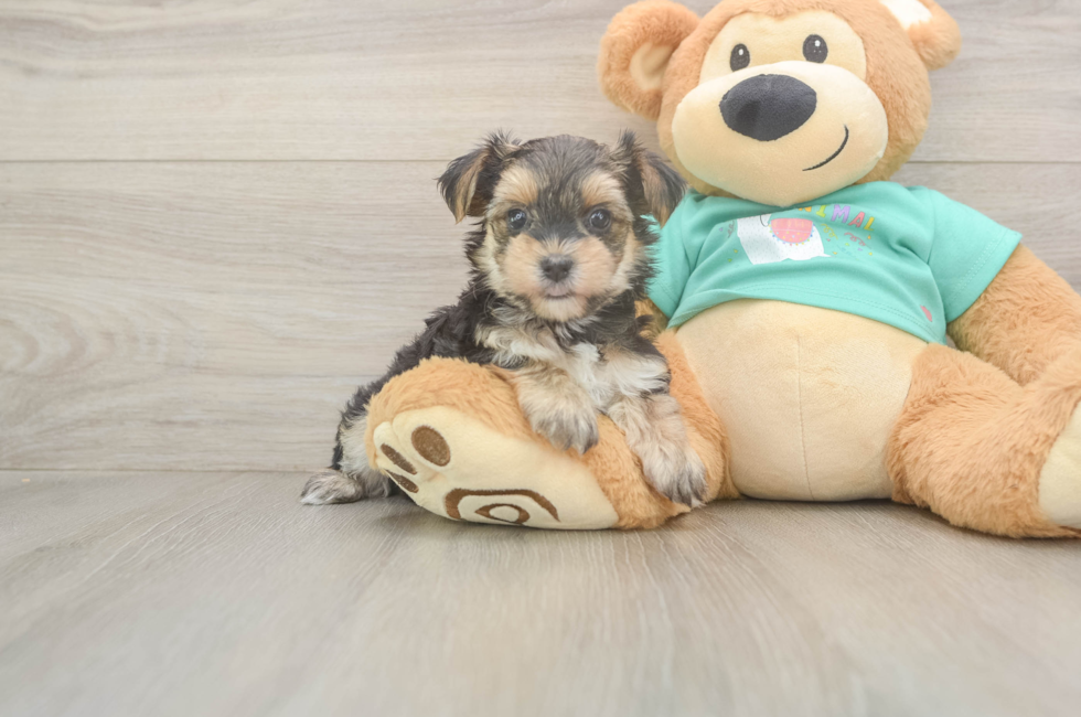 6 week old Morkie Puppy For Sale - Lone Star Pups