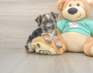 8 week old Morkie Puppy For Sale - Lone Star Pups