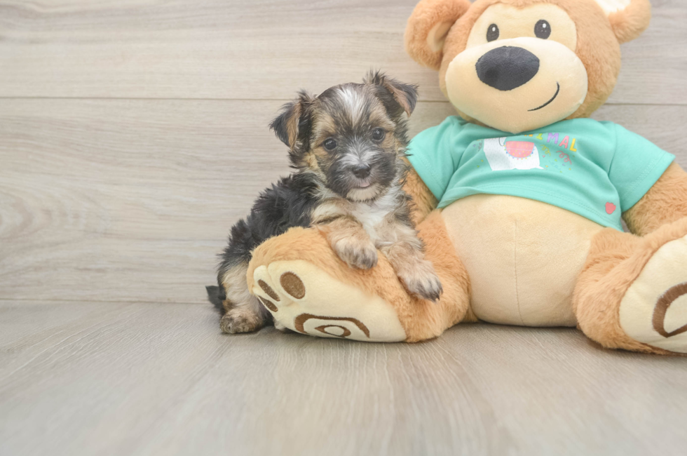 6 week old Morkie Puppy For Sale - Lone Star Pups